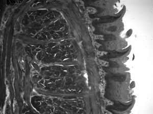 Mouse tongue at 280 nm after exposure to radiation